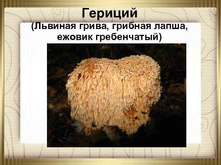 Гериций (Львиная грива, грибная лапша, ежовик гребенчатый) 