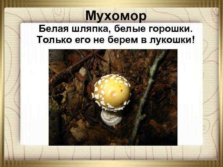 Мухомор Белая шляпка, белые горошки. Только его не берем в лукошки! 