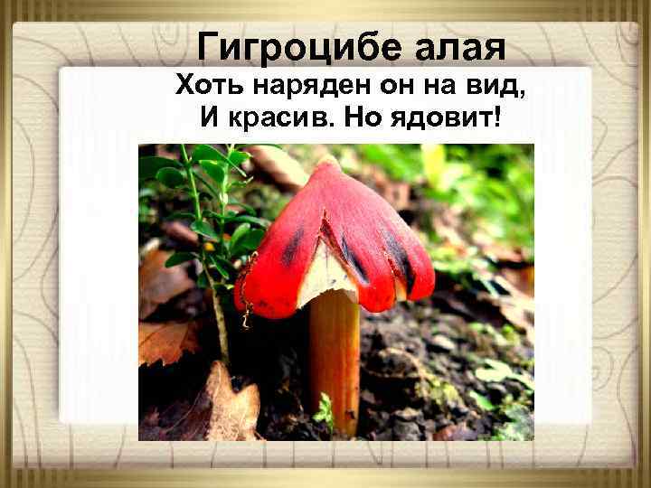Гигроцибе алая Хоть наряден он на вид, И красив. Но ядовит! 