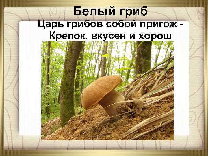 Белый гриб Царь грибов собой пригож Крепок, вкусен и хорош 