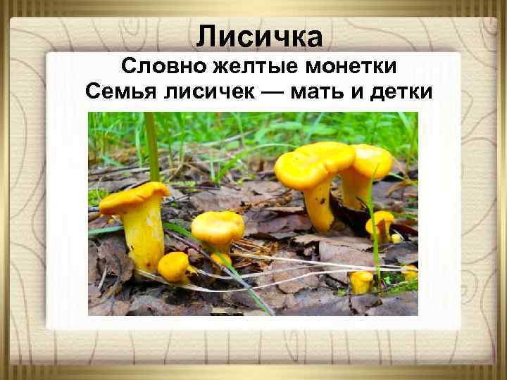 Лисичка Словно желтые монетки Семья лисичек — мать и детки 