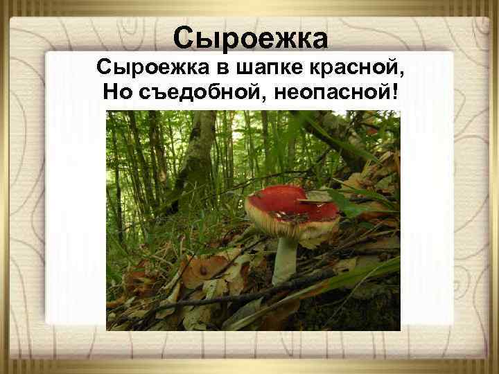 Сыроежка в шапке красной, Но съедобной, неопасной! 