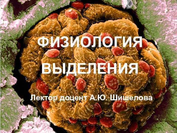 ФИЗИОЛОГИЯ ВЫДЕЛЕНИЯ Лектор доцент А. Ю. Шишелова 