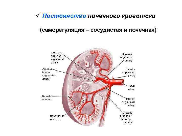 ü Постоянство почечного кровотока (саморегуляция – сосудистая и почечная) 