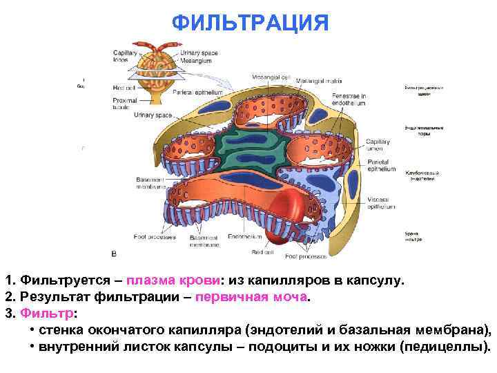 ФИЛЬТРАЦИЯ 1. Фильтруется – плазма крови: из капилляров в капсулу. 2. Результат фильтрации –