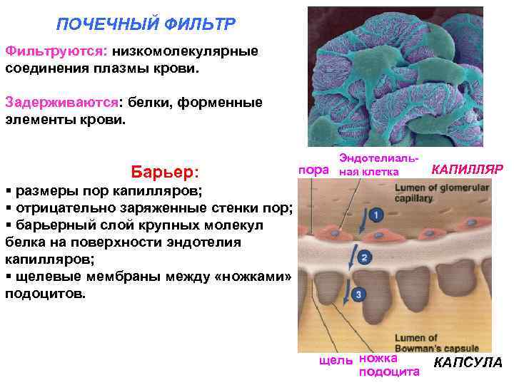 ПОЧЕЧНЫЙ ФИЛЬТР Фильтруются: низкомолекулярные соединения плазмы крови. Задерживаются: белки, форменные элементы крови. Барьер: Эндотелиальпора