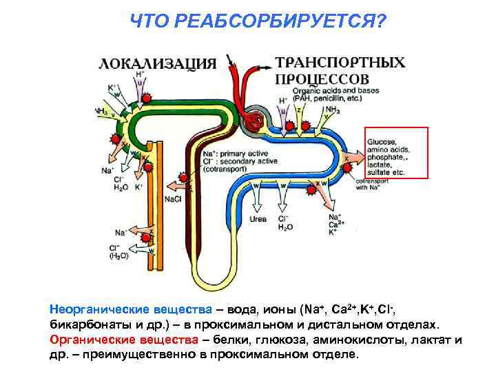 ЧТО РЕАБСОРБИРУЕТСЯ? Неорганические вещества – вода, ионы (Na+, Ca 2+, K+, Cl-, бикарбонаты и