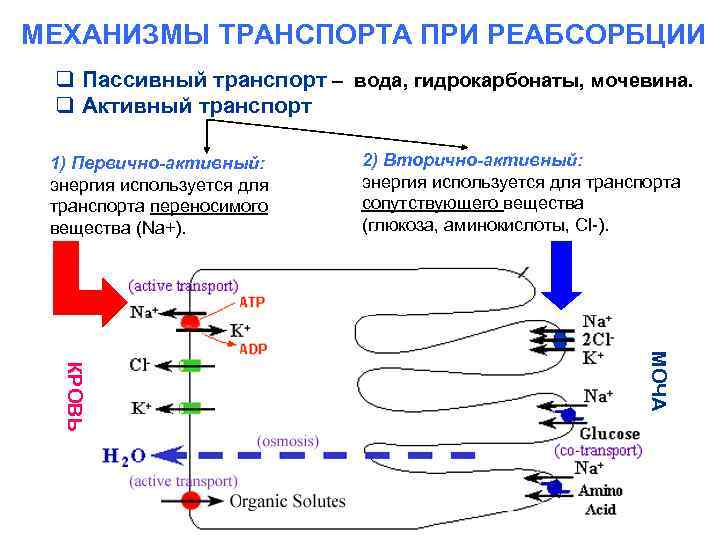 Механизмы транспорта