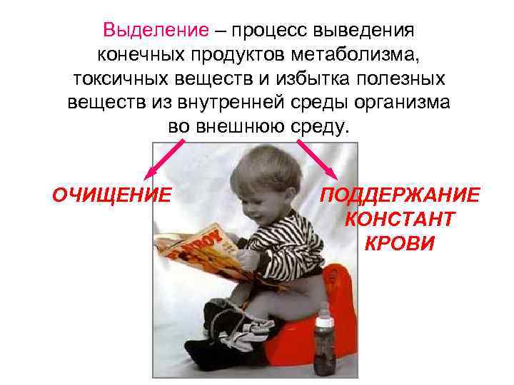Выделение – процесс выведения конечных продуктов метаболизма, токсичных веществ и избытка полезных веществ из