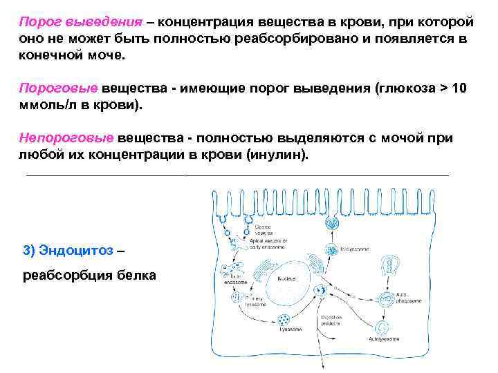 Порог выведения – концентрация вещества в крови, при которой оно не может быть полностью