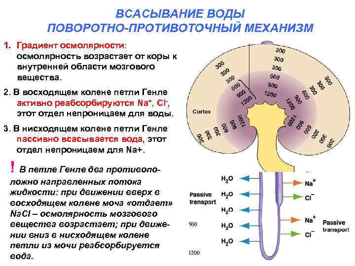 ВСАСЫВАНИЕ ВОДЫ ПОВОРОТНО-ПРОТИВОТОЧНЫЙ МЕХАНИЗМ 1. Градиент осмолярности: осмолярность возрастает от коры к внутренней области