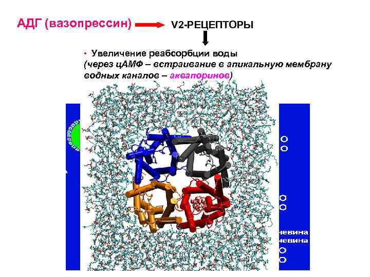 АДГ (вазопрессин) V 2 -РЕЦЕПТОРЫ • Увеличение реабсорбции воды (через ц. АМФ – встраивание