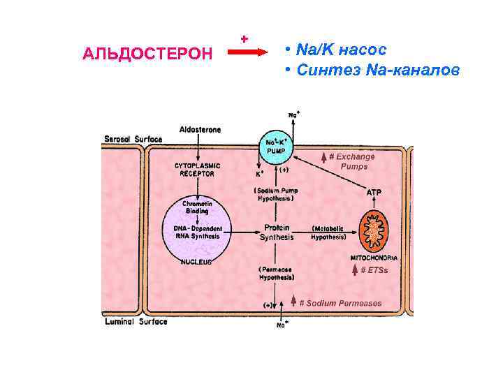 АЛЬДОСТЕРОН + • Na/K насос • Синтез Na-каналов 