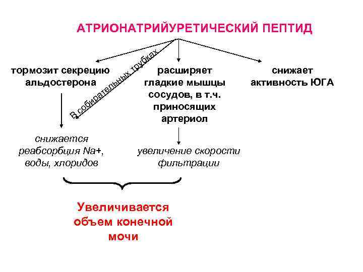 АТРИОНАТРИЙУРЕТИЧЕСКИЙ ПЕПТИД х а бк у тр тормозит секрецию расширяет х альдостерона льны гладкие
