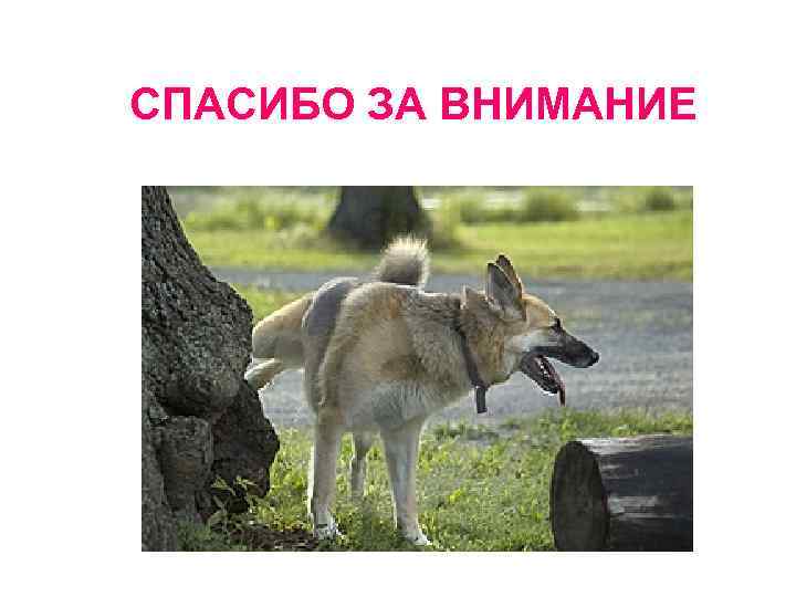 СПАСИБО ЗА ВНИМАНИЕ 