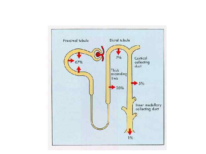 REGULATION OF SODIUM EXCRETION 