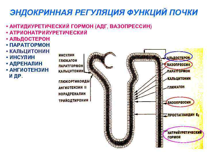 Адреналин или инсулин 6 букв