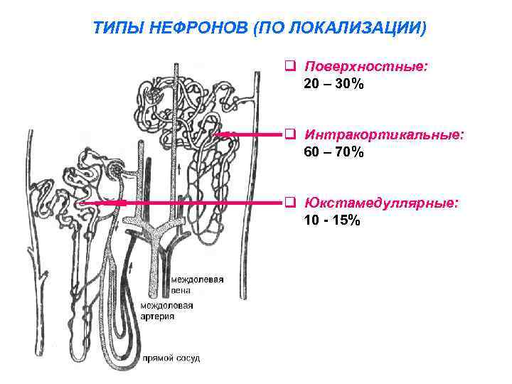 ТИПЫ НЕФРОНОВ (ПО ЛОКАЛИЗАЦИИ) q Поверхностные: 20 – 30% q Интракортикальные: 60 – 70%