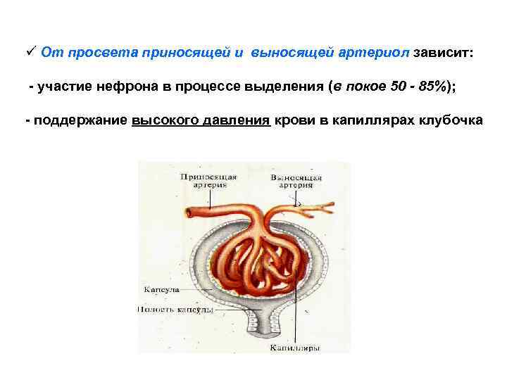 ü От просвета приносящей и выносящей артериол зависит: - участие нефрона в процессе выделения