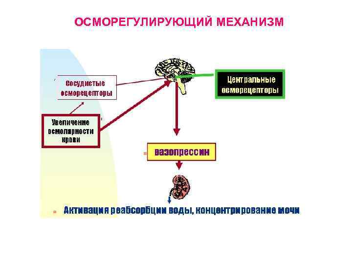 ОСМОРЕГУЛИРУЮЩИЙ МЕХАНИЗМ 