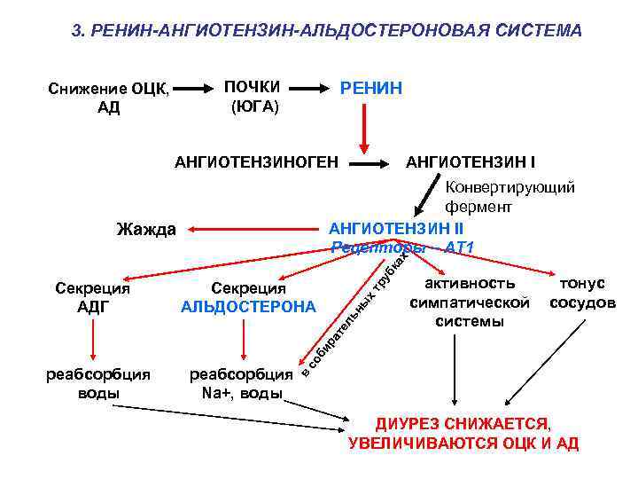 Схема патогенеза артериальной гипертензии с учетом роли ренин ангиотензин альдостероновой системы