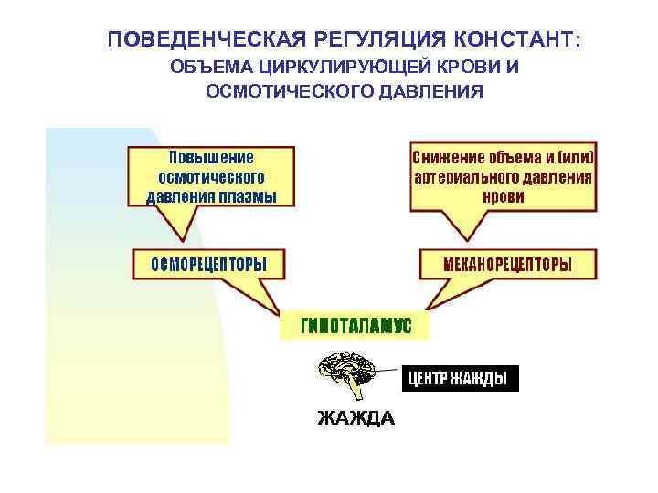 ПОВЕДЕНЧЕСКАЯ РЕГУЛЯЦИЯ КОНСТАНТ: ОБЪЕМА ЦИРКУЛИРУЮЩЕЙ КРОВИ И ОСМОТИЧЕСКОГО ДАВЛЕНИЯ 
