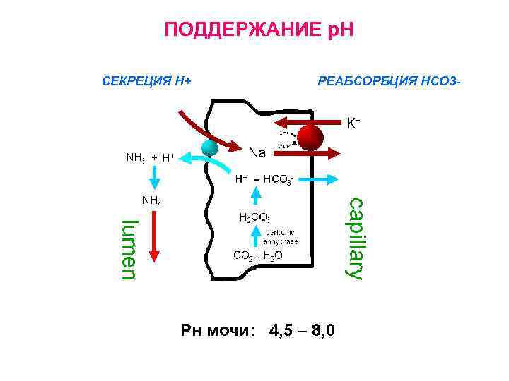 ПОДДЕРЖАНИЕ р. Н СЕКРЕЦИЯ Н+ РЕАБСОРБЦИЯ НСО 3 - Рн мочи: 4, 5 –