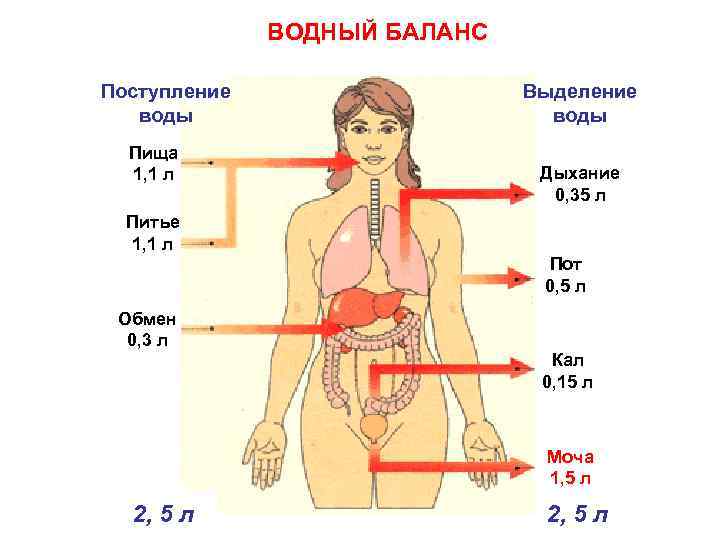 ВОДНЫЙ БАЛАНС Поступление воды Пища 1, 1 л Питье 1, 1 л Обмен 0,