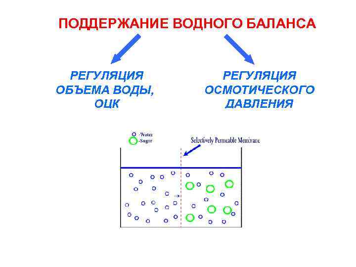 ПОДДЕРЖАНИЕ ВОДНОГО БАЛАНСА РЕГУЛЯЦИЯ ОБЪЕМА ВОДЫ, ОЦК РЕГУЛЯЦИЯ ОСМОТИЧЕСКОГО ДАВЛЕНИЯ 