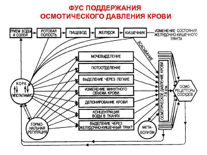 Фус по анохину схема