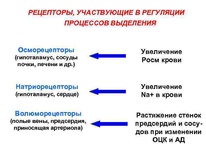 РЕЦЕПТОРЫ, УЧАСТВУЮЩИЕ В РЕГУЛЯЦИИ ПРОЦЕССОВ ВЫДЕЛЕНИЯ Осморецепторы (гипоталамус, сосуды почки, печени и др. )