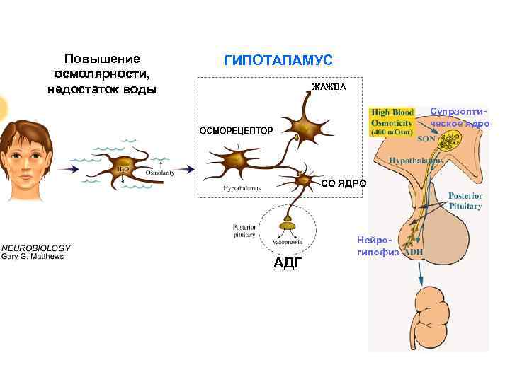 Повышение осмолярности, недостаток воды ГИПОТАЛАМУС ЖАЖДА Супраоптическое ядро ОСМОРЕЦЕПТОР СО ЯДРО АДГ Нейрогипофиз 