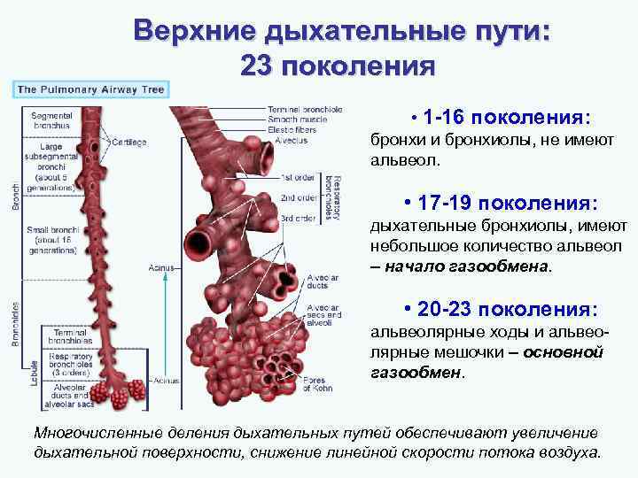 Верхние дыхательные пути: 23 поколения • 1 -16 поколения: бронхи и бронхиолы, не имеют