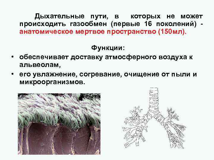 Дыхательные пути, в которых не может происходить газообмен (первые 16 поколений) анатомическое мертвое пространство