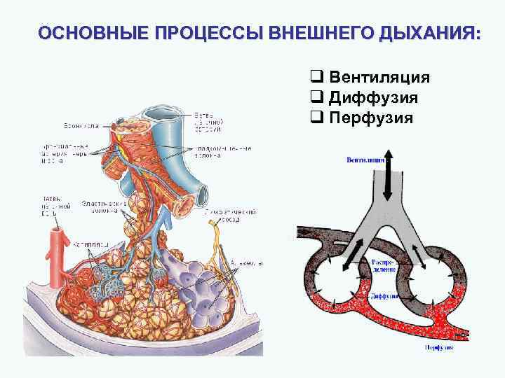 ОСНОВНЫЕ ПРОЦЕССЫ ВНЕШНЕГО ДЫХАНИЯ: q Вентиляция q Диффузия q Перфузия 