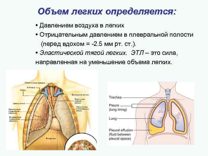 Емкость легких зависит