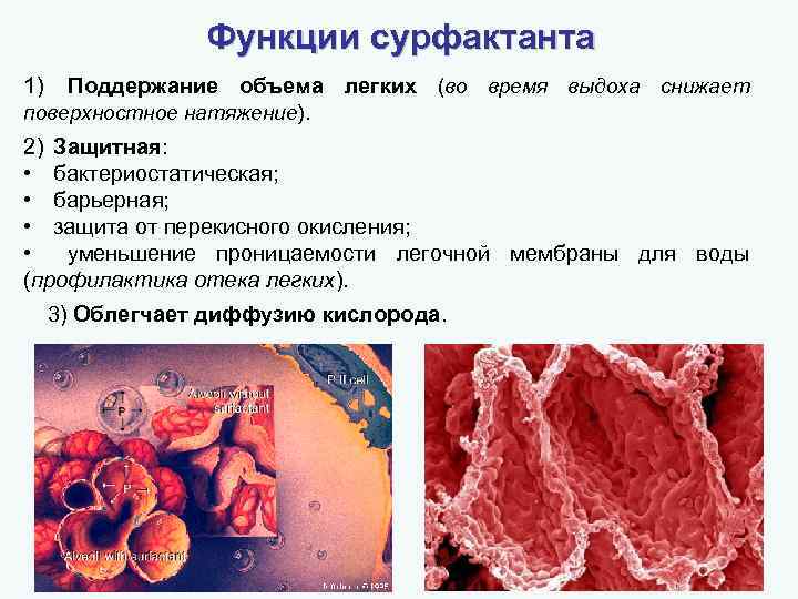 Функции сурфактанта. Альвеолоциты сурфактант. Сурфактантный альвеолярный комплекс функции. Структура сурфактанта. Сурфактант легких функции.