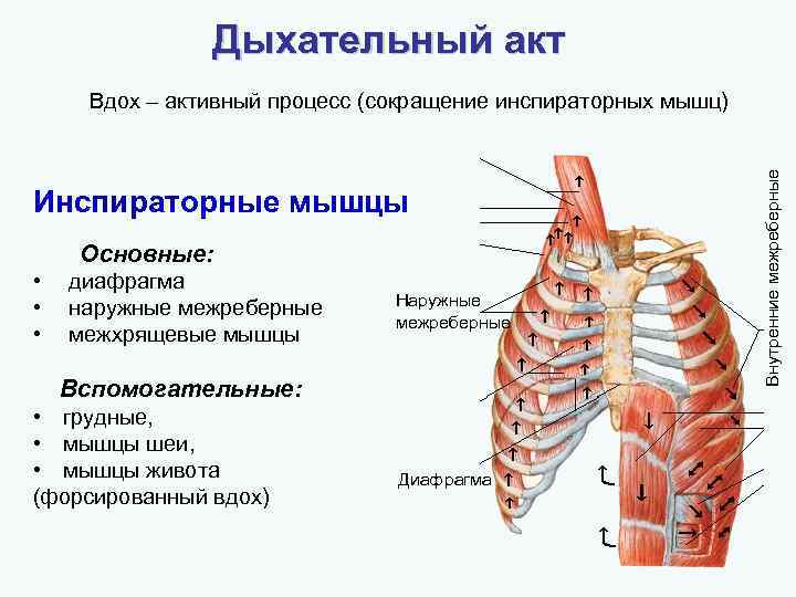 Какой цифрой на рисунке обозначена дыхательная мышца диафрагма