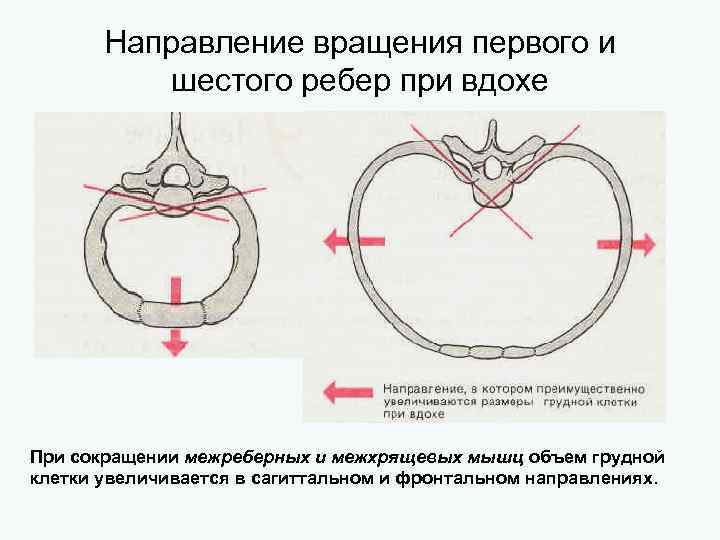 Направление вращения первого и шестого ребер при вдохе При сокращении межреберных и межхрящевых мышц