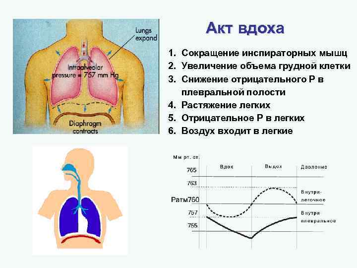 Увеличение объема грудной клетки