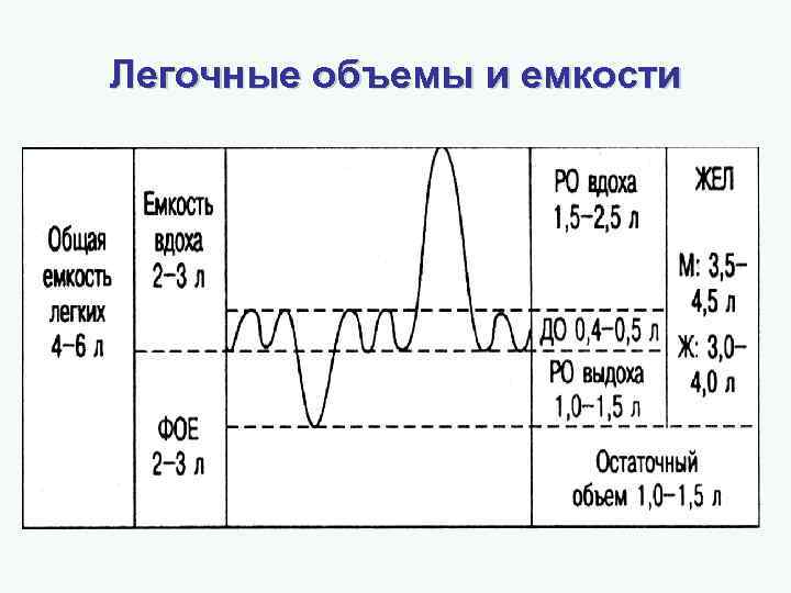 Легочные объемы и емкости 