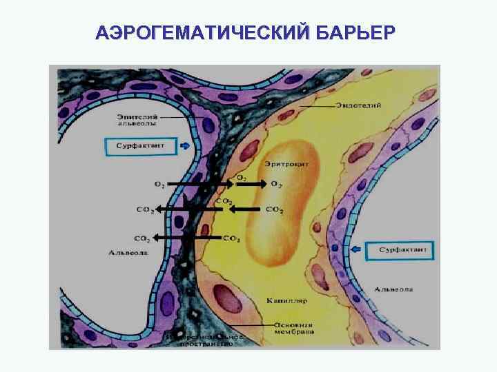 АЭРОГЕМАТИЧЕСКИЙ БАРЬЕР 