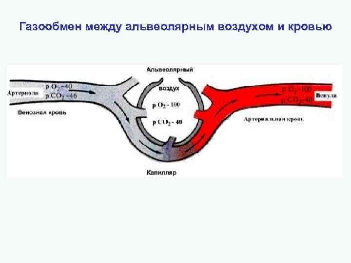 Газообмен между альвеолярным воздухом и кровью 