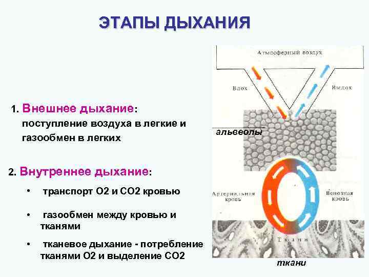 Этапы дыхания животных