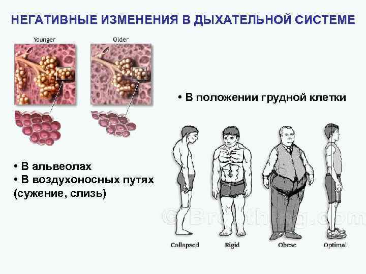 Негативные изменения. Негативные изменения в органах дыхания.
