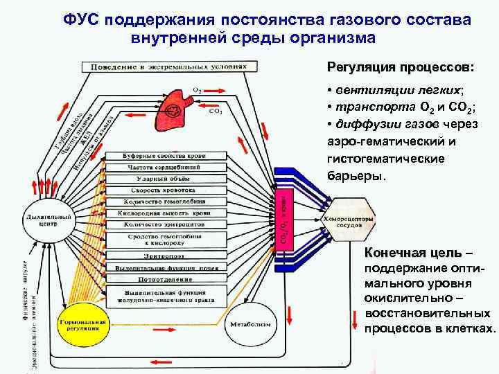 Схема фус восприятия боли