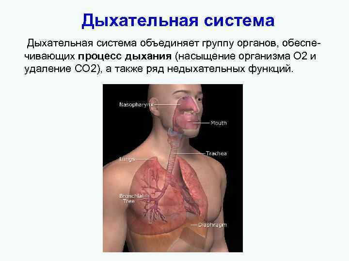 Дыхательная система объединяет группу органов, обеспечивающих процесс дыхания (насыщение организма О 2 и удаление