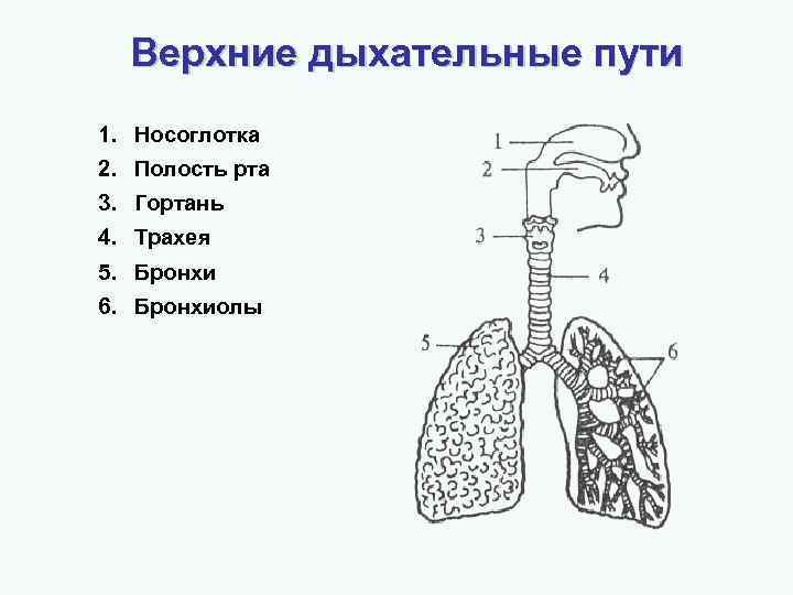 На рисунке цифрами 1 2 3. Схема строения верхних дыхательных путей. Верхние и нижние дыхательные пути схема. Дыхательная система Верхние и нижние дыхательные пути. Органы дыхания человека нижние дыхательные пути.