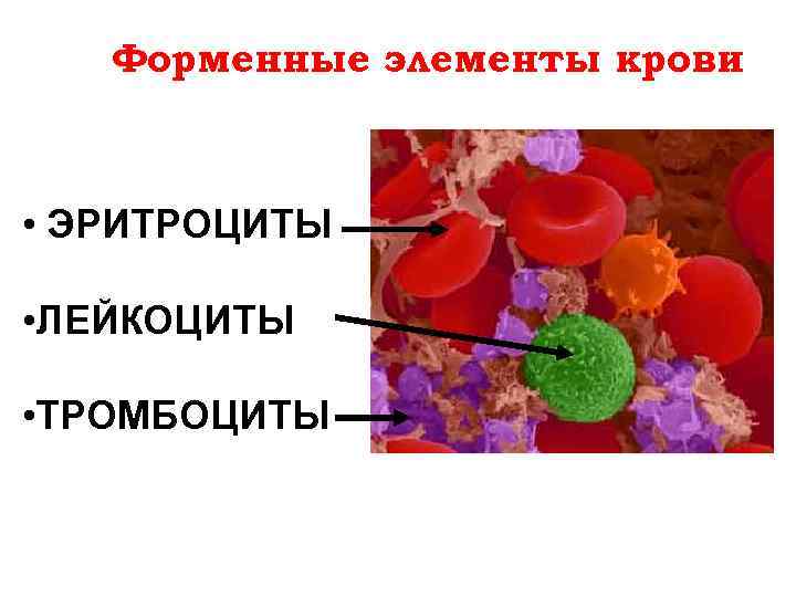 Перечислите элементы крови. Форменные элементы крови эритроциты лейкоциты тромбоциты. Физиологическая роль форменных элементов крови. Форменные элементы крови изображение. Форменные элементы крови таблица.