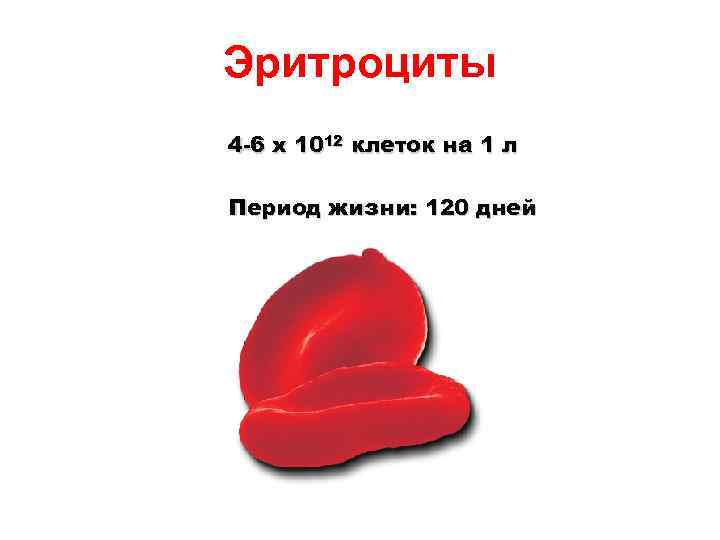 Эритроциты 4 -6 x 1012 клеток на 1 л Период жизни: 120 дней 